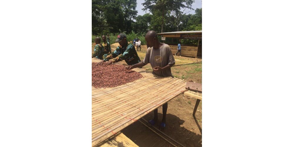 Exploitation cacao Cameroun